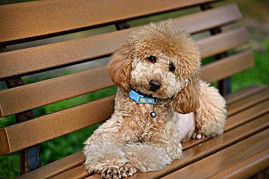 预购《幽灵线：东京》PS5数字豪华版 可提前3天解锁游戏